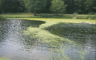 Small duckweed