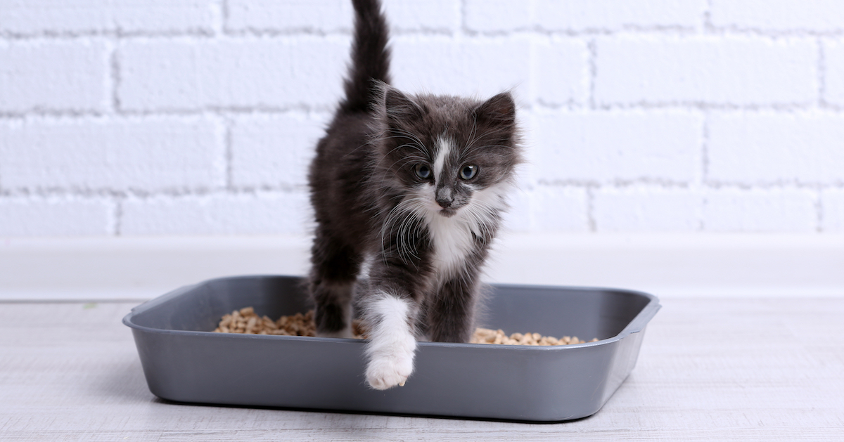 cute kitten in litter box