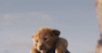Der König der Löwen GIF von Walt Disney Studios