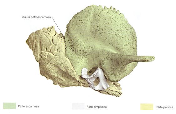 Ossos do crânio: ossos temporais