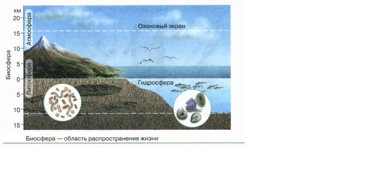 Тест биосфера живая оболочка земли. Распределение жизни в биосфере. Фото земли Биосфера литосфера гидросфера в разрезе. Биосфера гидросфера литосфера учебная картинка схема строения. Характеристика Биосфера литосферы гидросферы в виде таблице.