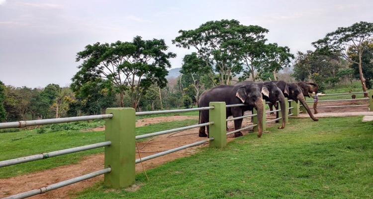 Places to Visit Ooty Mudumalai National Park