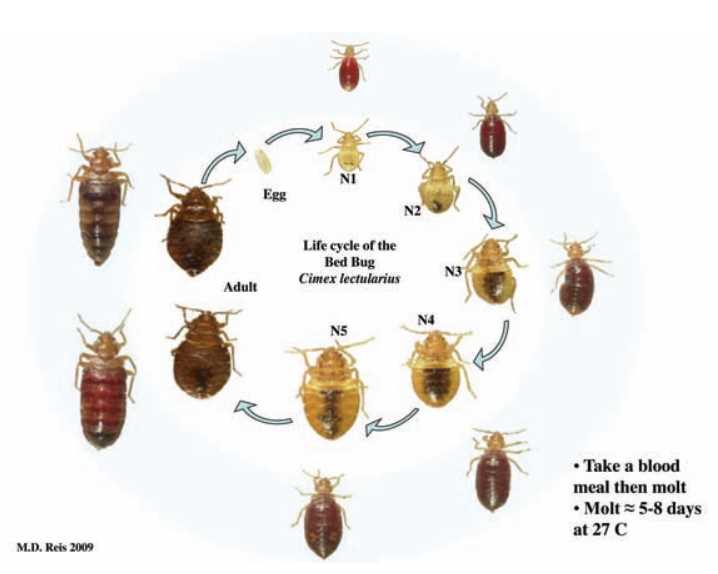 bed bugs life cycle