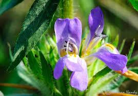 Image result for Asteracantha longifolia