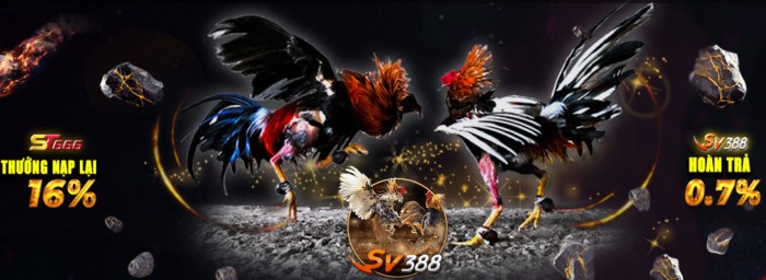 đá gà st666