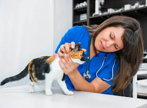 How Long to Quarantine Cat with Ringworm