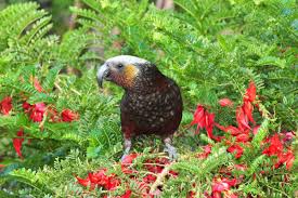 Image result for rata tree with a kaka bird and a tui bird