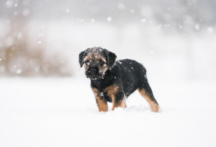 Black Russian Terrier Vs Border Terrier