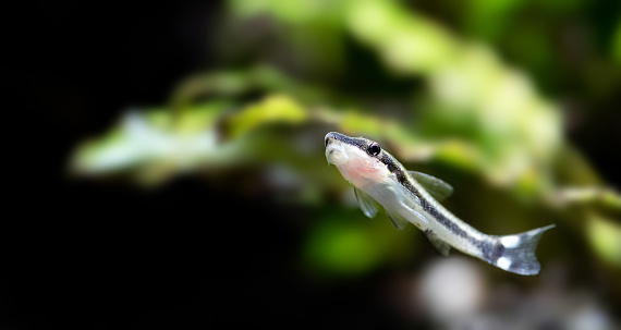 Otocinclus catfish