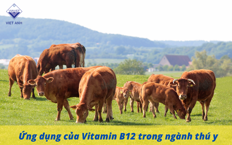 ứng dụng của vitamin b12 trong thú y