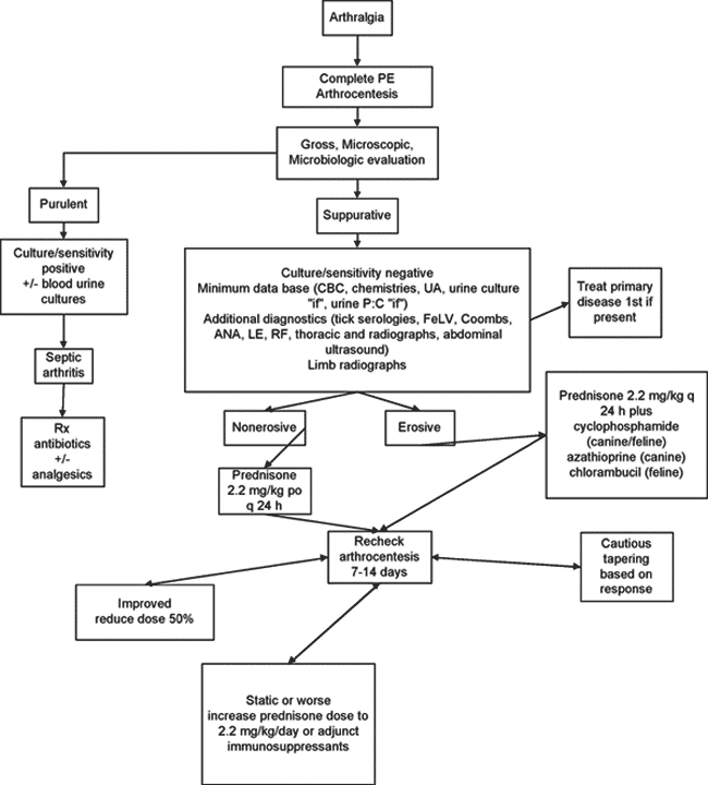 Flow chart for clinical evaluation of arthralgia and IMPA