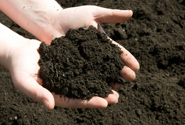 The best soil for garden beds
