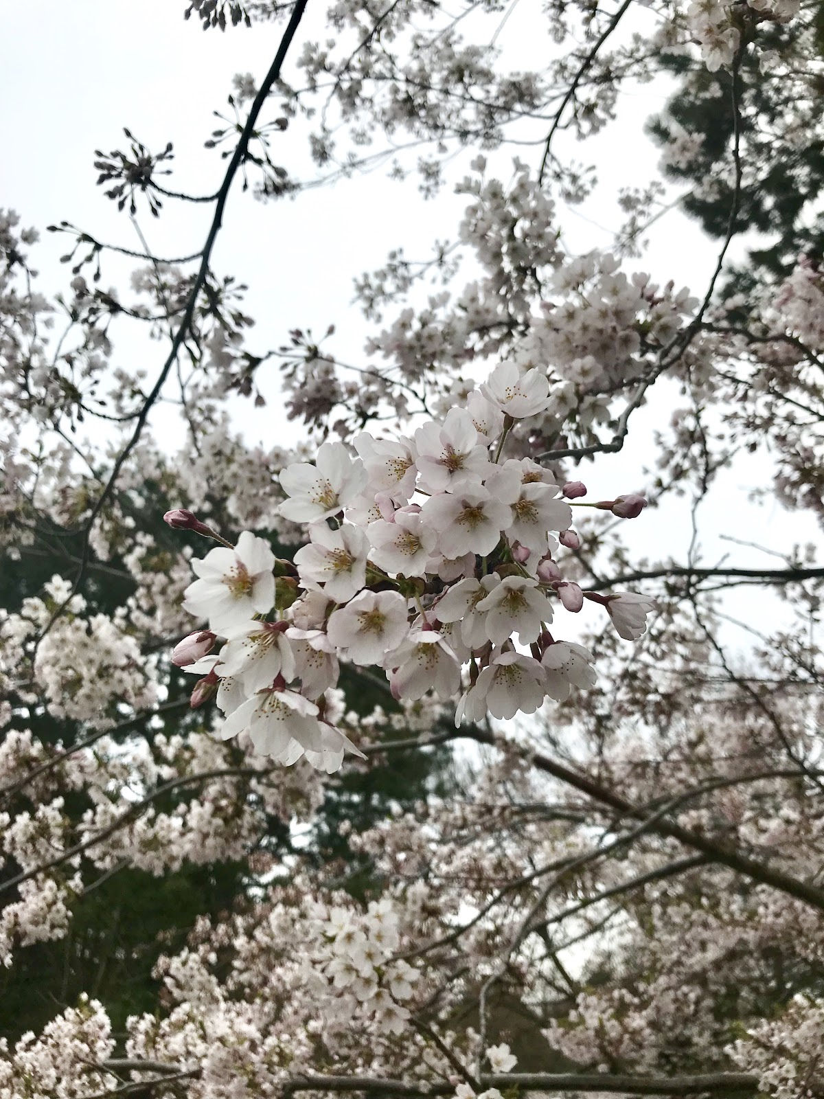 cherry blossoms in ontario