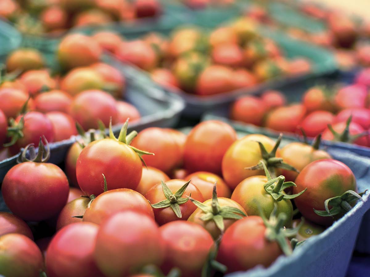 A basket of ripe tomatoes