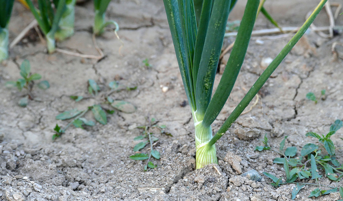 Onions Gardening