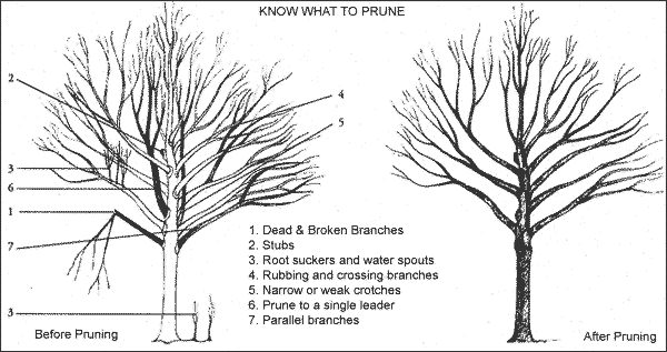 pruning step 7