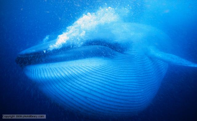 Image result for blue whale