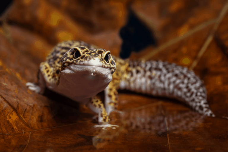 List Of Common Leoapard Gecko Diseases 