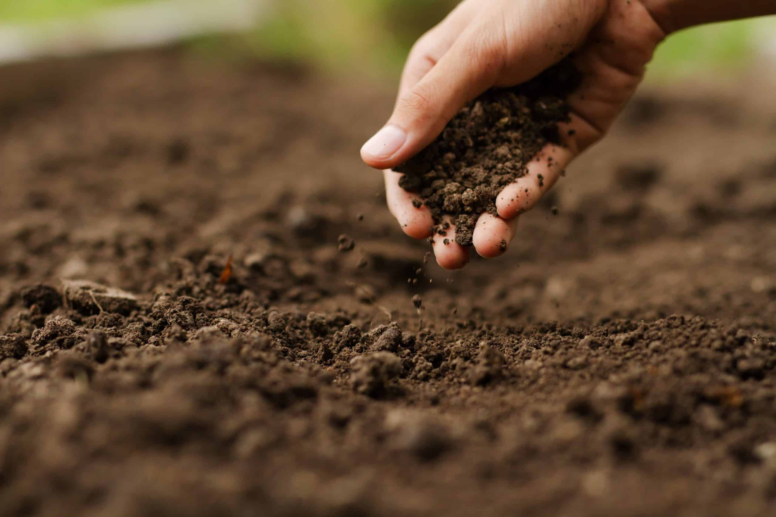 Prepare the soil