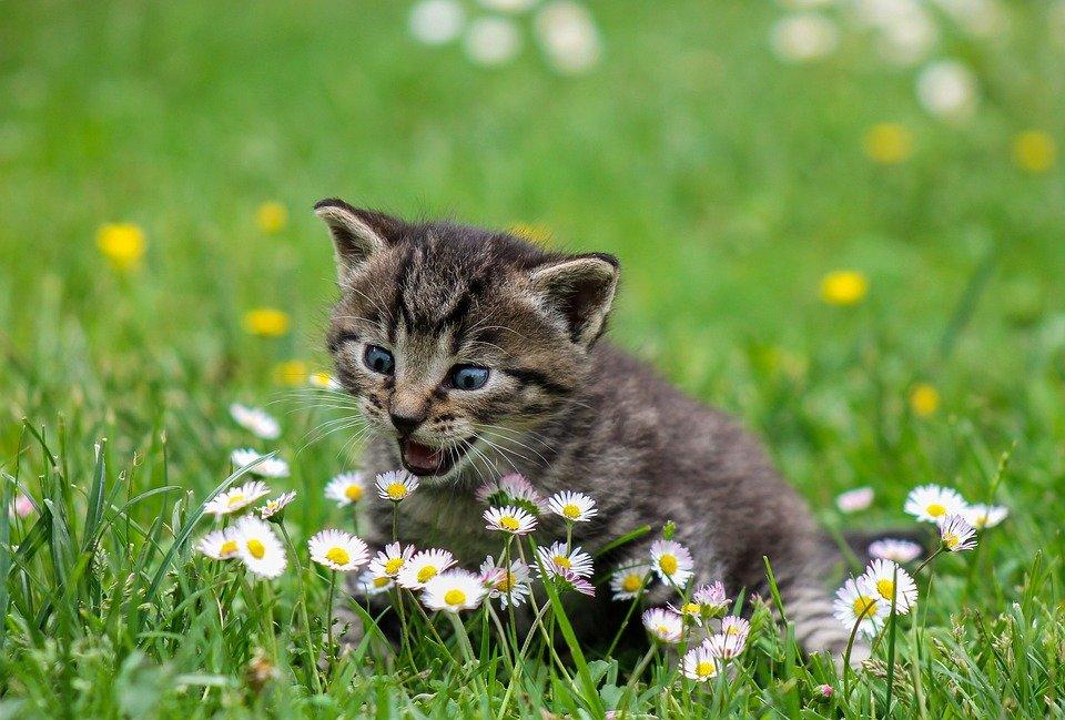 Kitty, Playful, Flowers, Wildflowers, Grass, Meadow