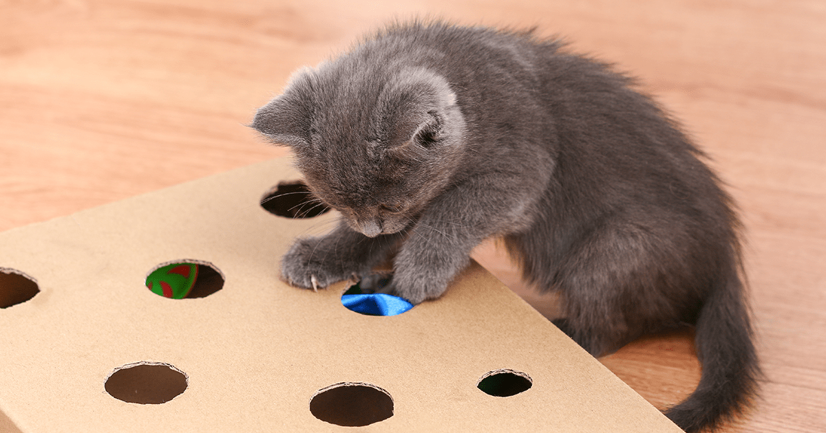 Small grey kitten playing with carboard box with holes in it