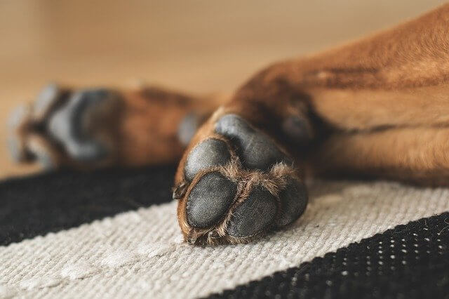 Why Do Dogs' Paws Turn Black?