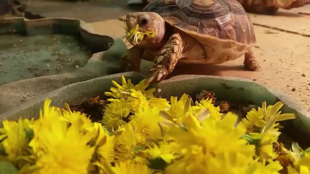 Can Tortoises Eat Dandelions