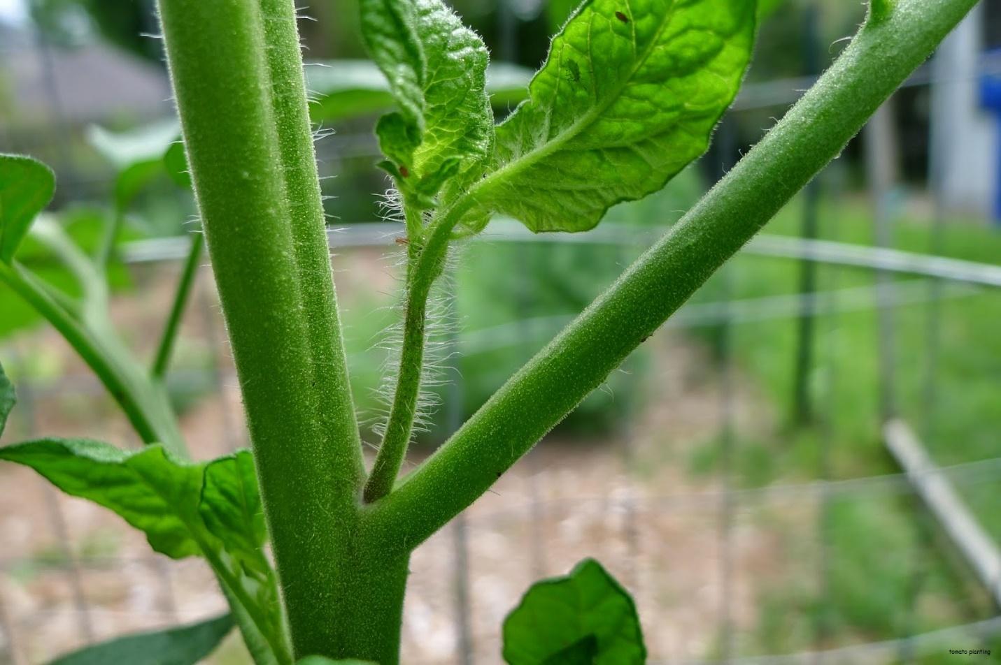 tomato-pruning-and-suckers