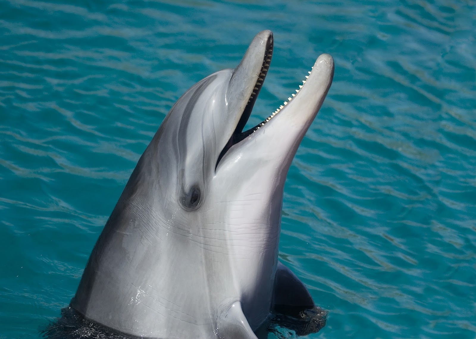 Dolphin Talk: How Do Dolphins Communicate with One Another ...