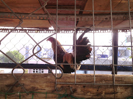 can ban gap may e ga my noc gia re q6 ( hang nhap) - 4