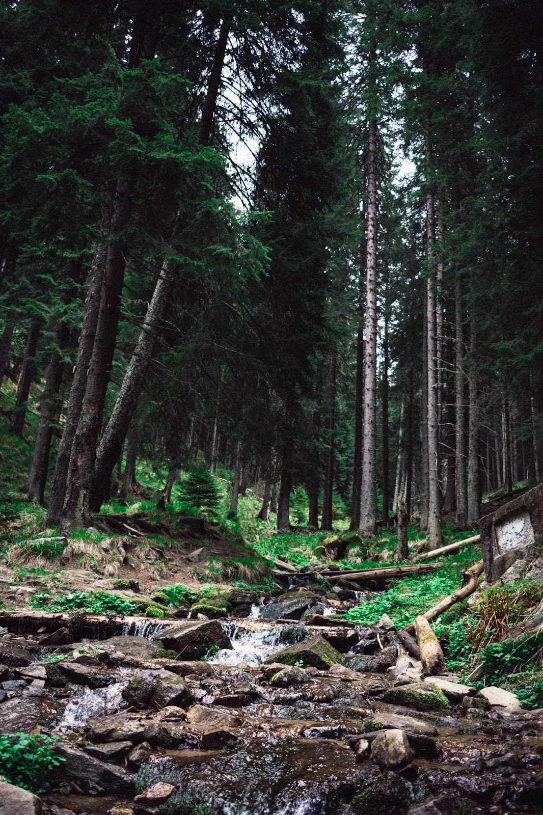 Creek in the Congree National Park