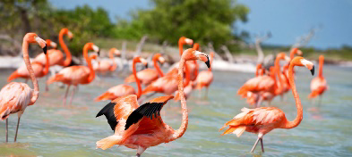 Celestun Yucatan, Caribe Mexicano