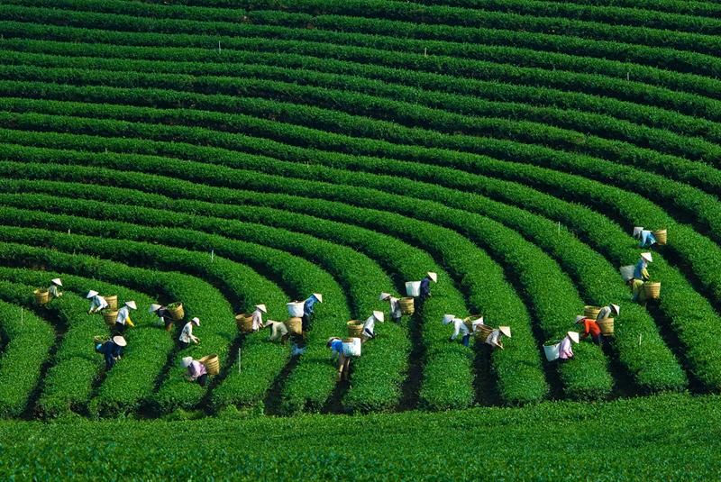 Káº¿t quáº£ hÃ¬nh áº£nh cho Du lá»ch Má»c ChÃ¢u