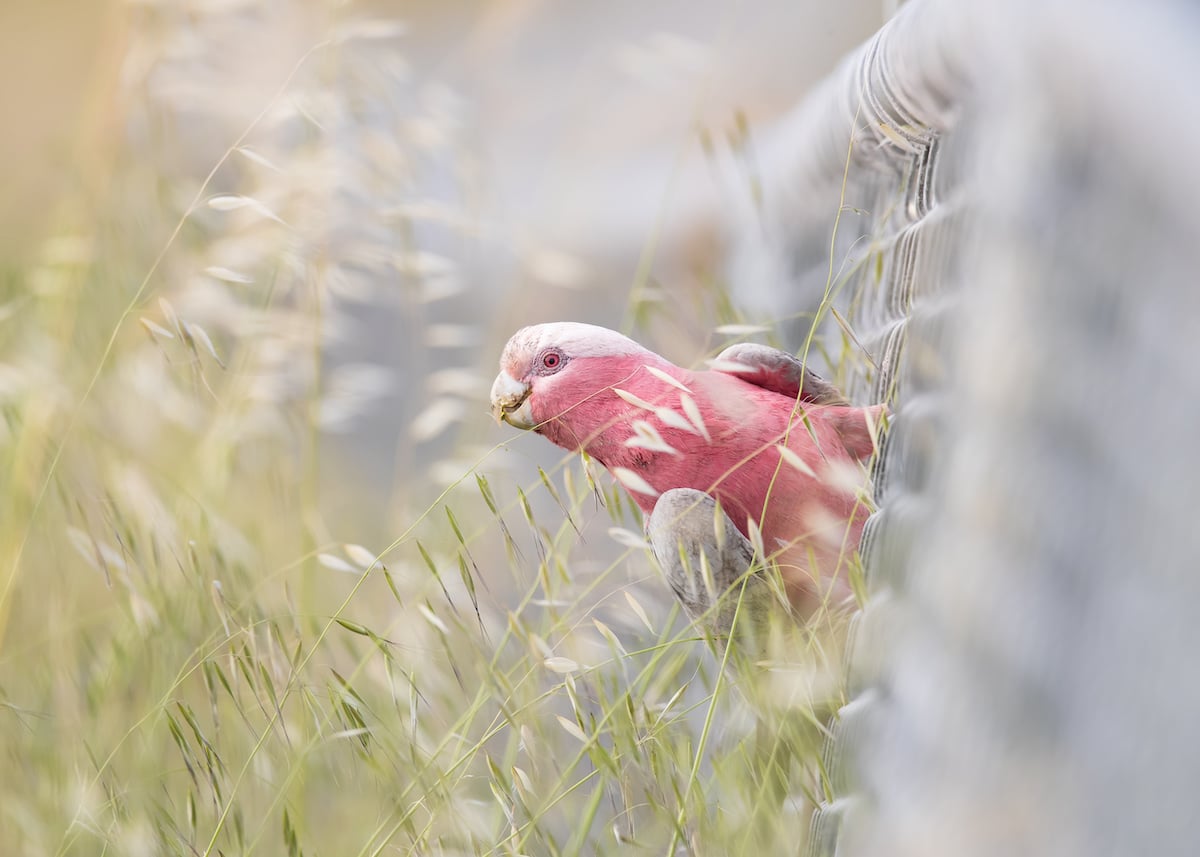 Female Galah Climbing Out a Fence to Eat Grass