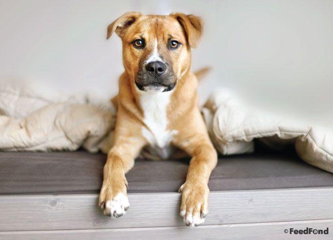 German Shepherd Pitbull Mix - Dog Breed Guide for 2020 | Mutt puppies, Dog  breeds, Mixed breed dogs