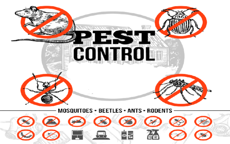 Pest Control Service