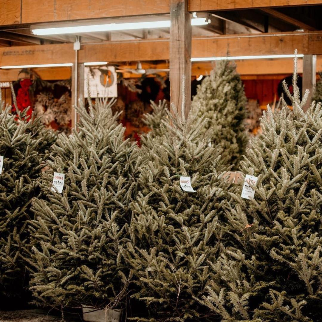 Pick out a tree at Bottoms Christmas Tree Farm