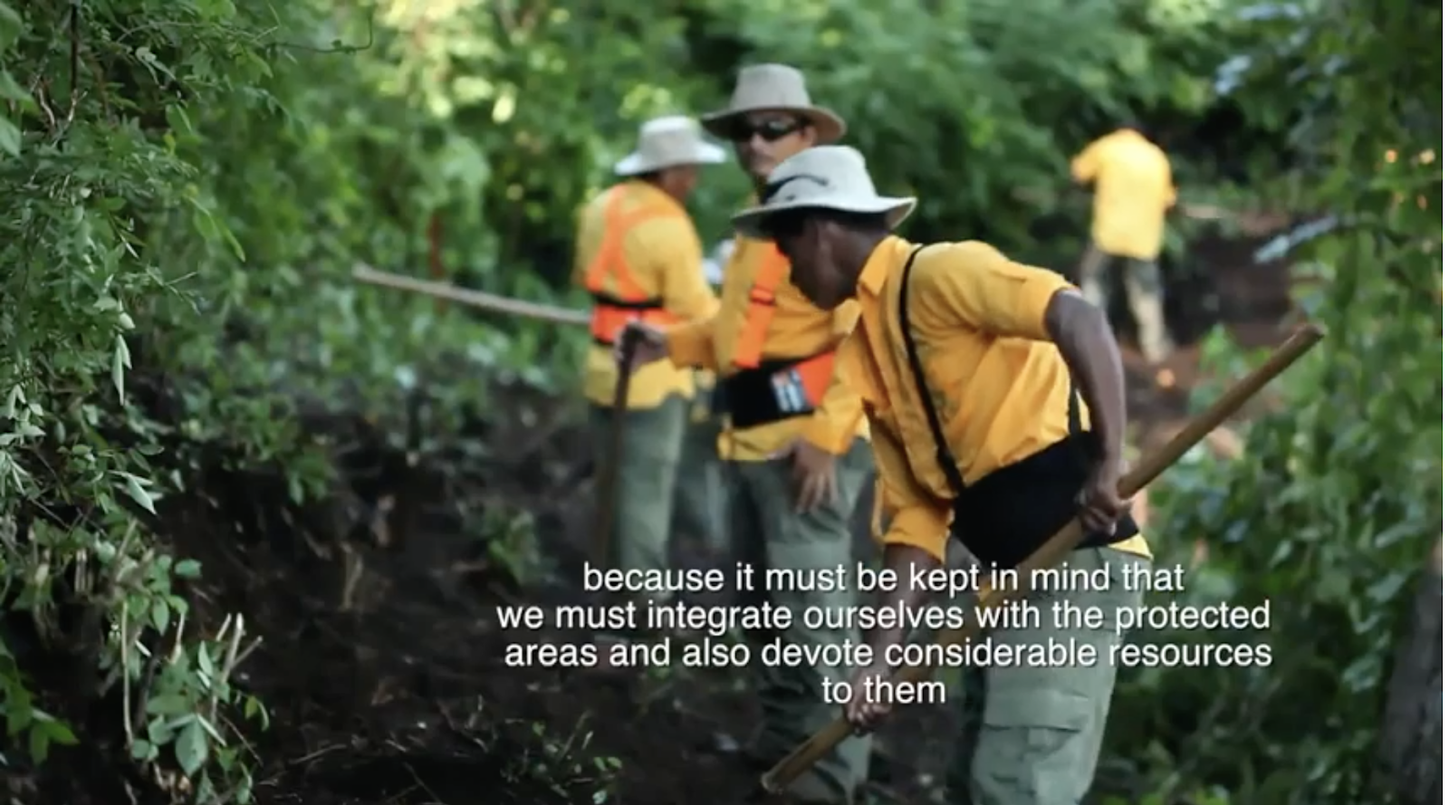 Sustainability Las Catalinas, Forest Regeneration, Rejuvenate Forest