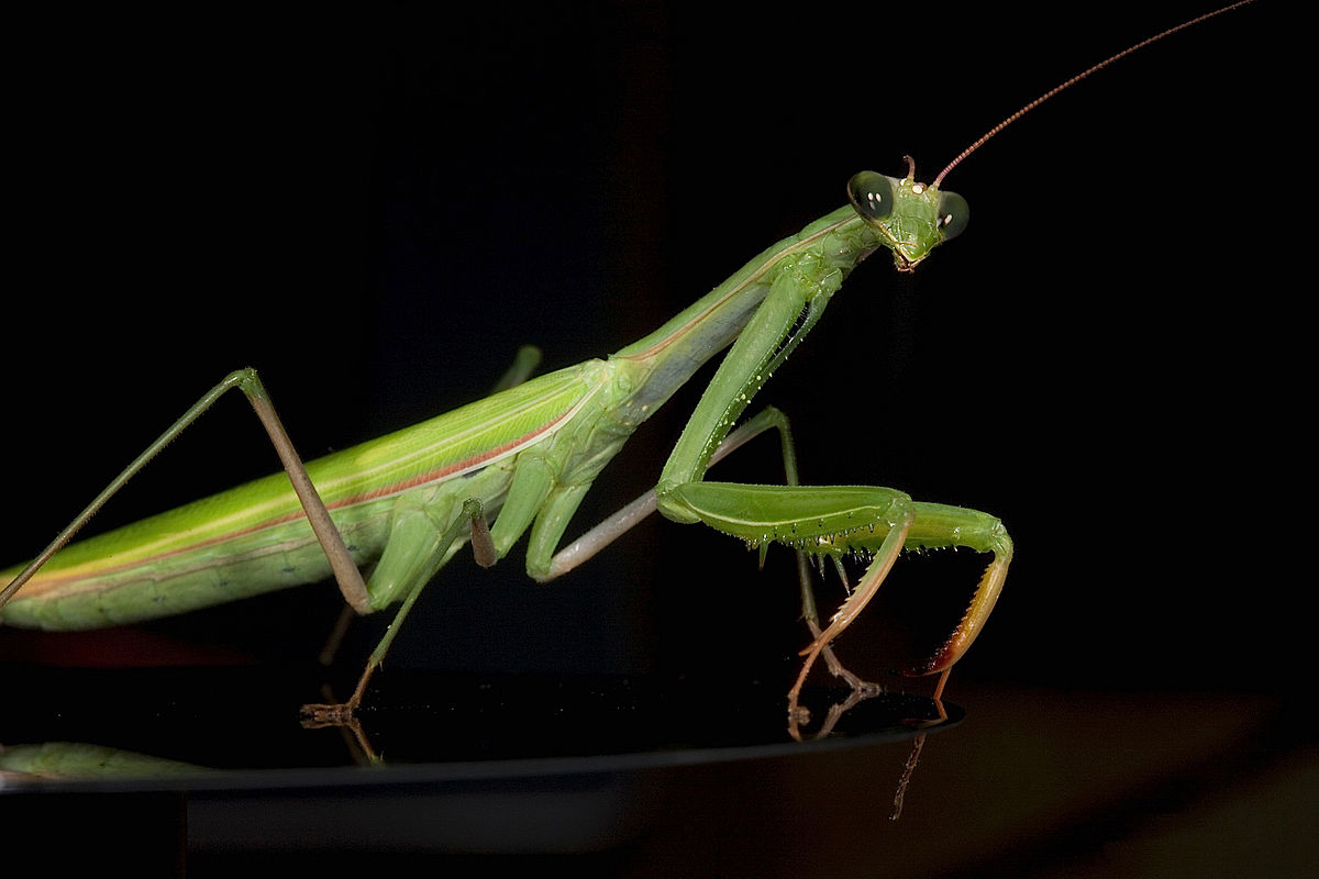 Do Praying Mantises Fly