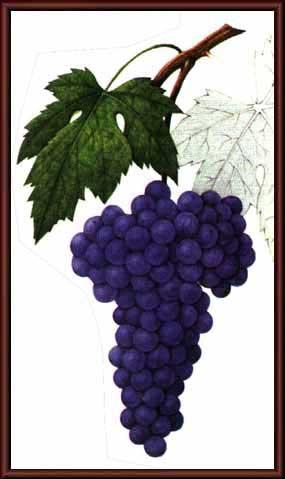 Risultati immagini per croatina uva
