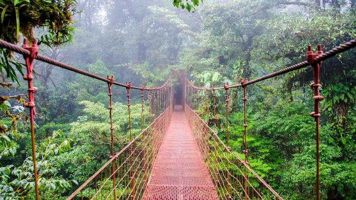 A bridge over a forest

Description automatically generated