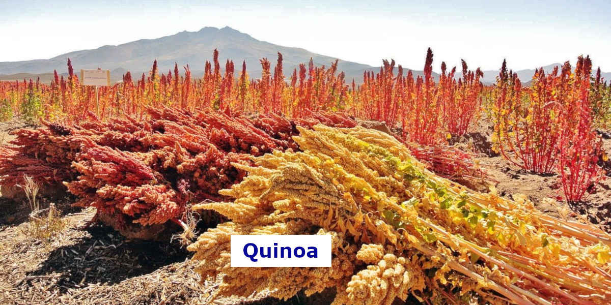 Quinoafeld - Dieses Quinoa-Feld enthält Unmengen an Magnesium aus der Nahrung