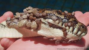 Image result for python snake
