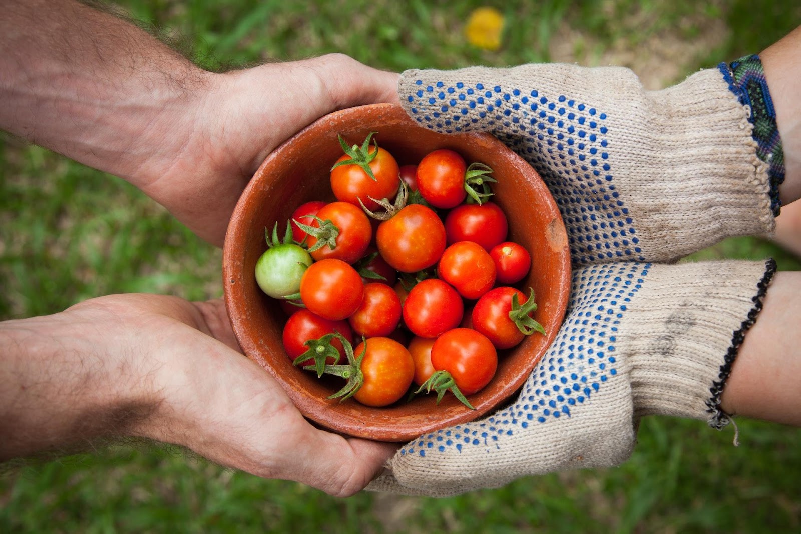 A person holding a bowl of tomatoes

Description automatically generated with low confidence
