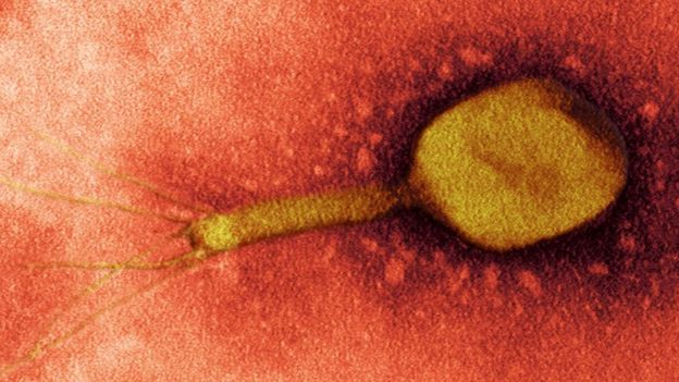 Вирусы бактериофаги способны 
