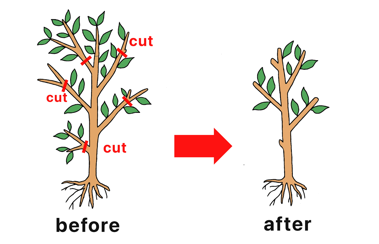 残った根の量と葉・茎 or 幹・枝のバランスを考慮して、元気な部分も剪定する必要があると説明している