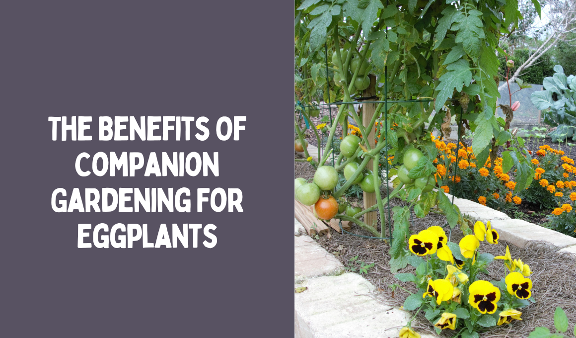 The Benefits Of Companion Gardening For Eggplants