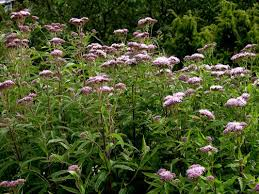 hemp agrimony