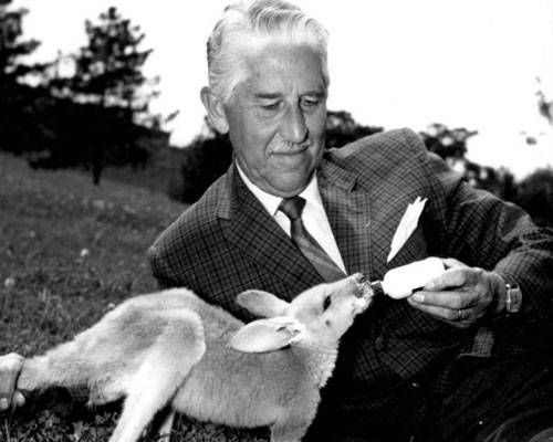 Marlin Perkins bottle-feeding a young  kangaroo on the television program 'Wild Kingdom'