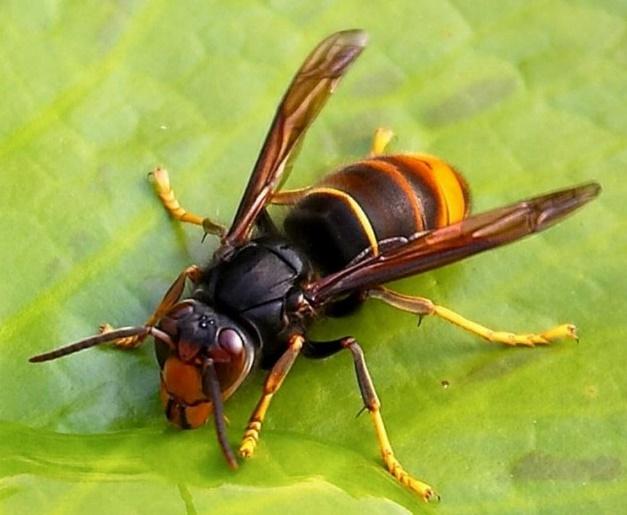 Comune di Argenta - Vespa velutina